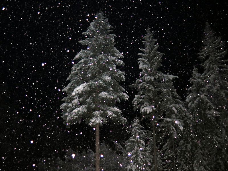 Snow falling at night in Montana