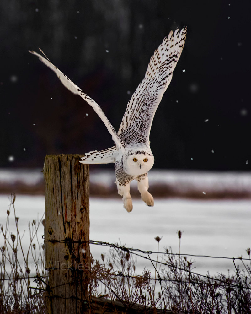 Snowy Owl in Barrie Ontario Canada