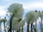 Bear Grass in Montana