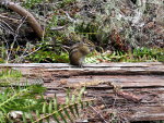 Chipmunk in Washington