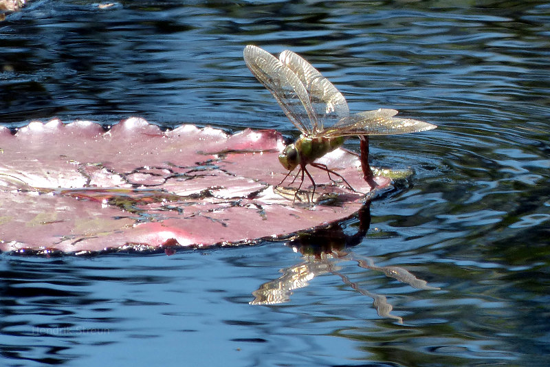 Dragonfly in the Royal Botanical gardens