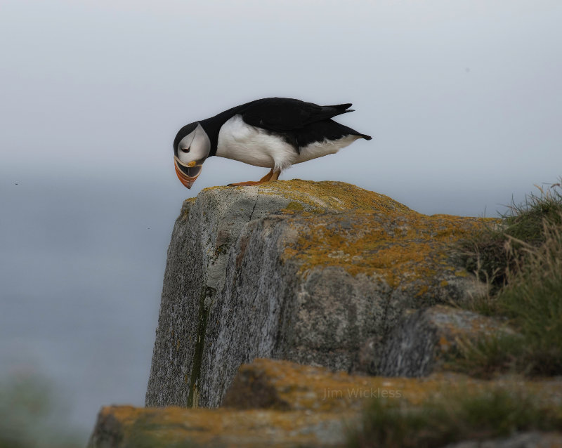 Taken in  Elliston Newfoundland, Canada