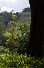 Coffee Farm in Brazil