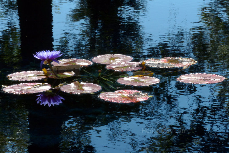 Taken at the Reflecting Pond at the Royal Botanical Gardens in Hamilton, Ontario, Canada