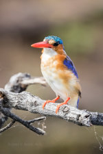 Pretty blue kingfisher in Botswana