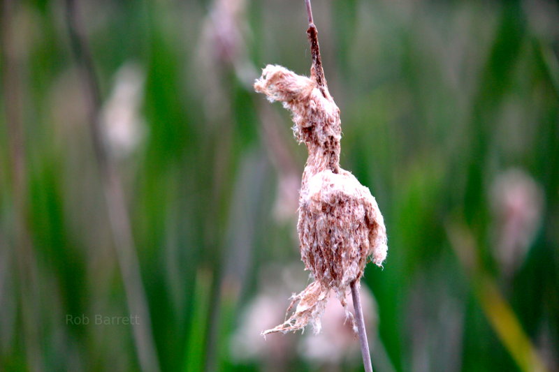 Milkweed in Minnesota