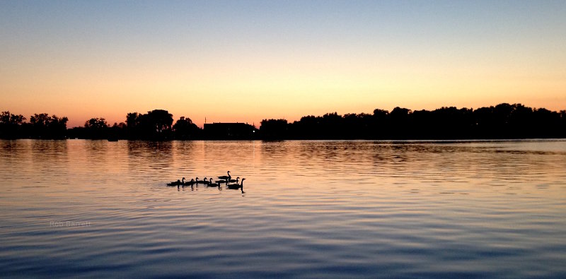 Canadian Geese in a Minnesotan sunset