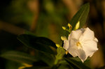 Flowers in Brazil