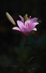 pink Asiatic Lily in Lincoln, Nebraska