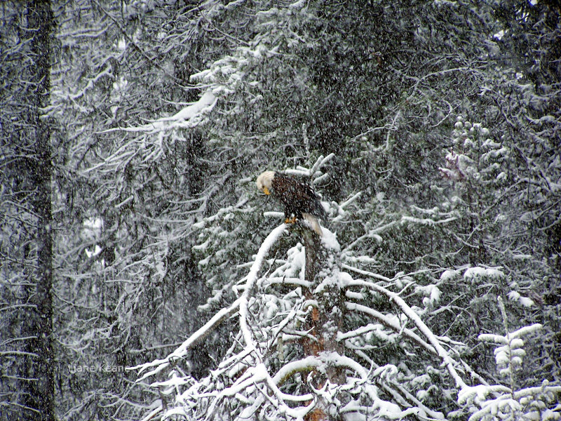 Eagle in Montana