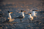 Royal Terns in Florida