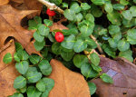 Fall leaves, spring leaves, summer berries.