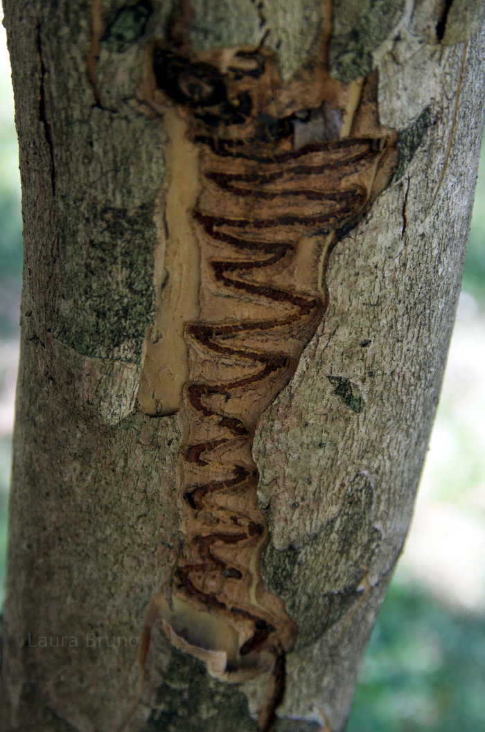 Mark in the bark