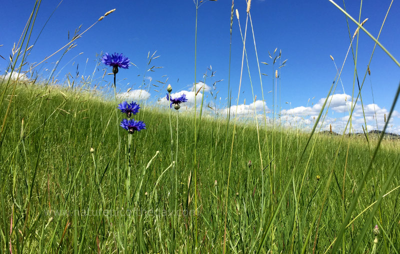 Bachelor Buttons in Idaho