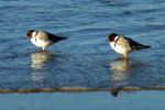 Plovers at Sisters Beach, Tasmania, Australia