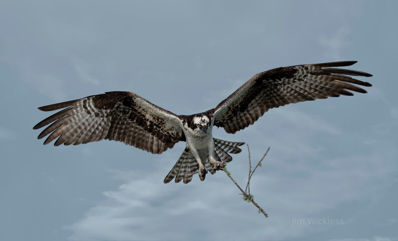 Osprey in flight