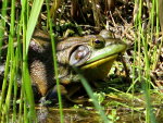 Bull Frog in Montana