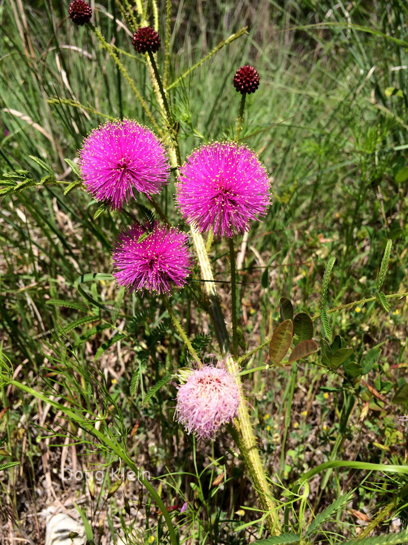 Pretty pink flowers in Texas