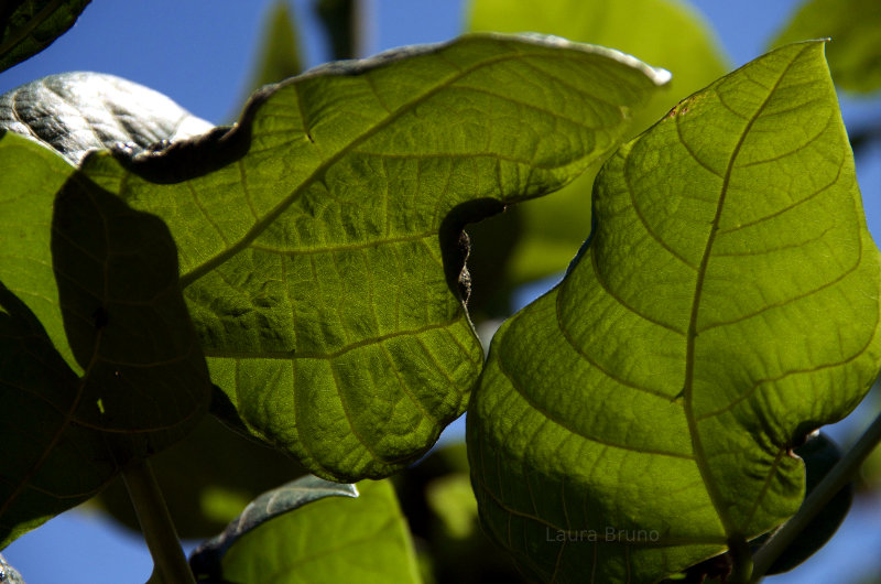 Leaves in Brazil