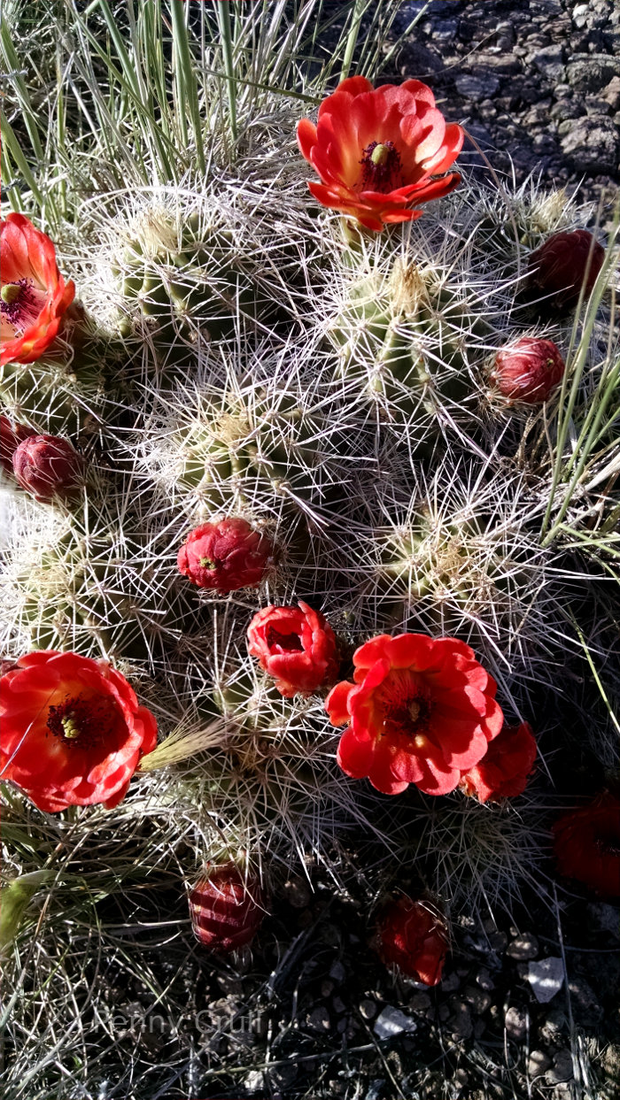 Cactus in Poncha Pass