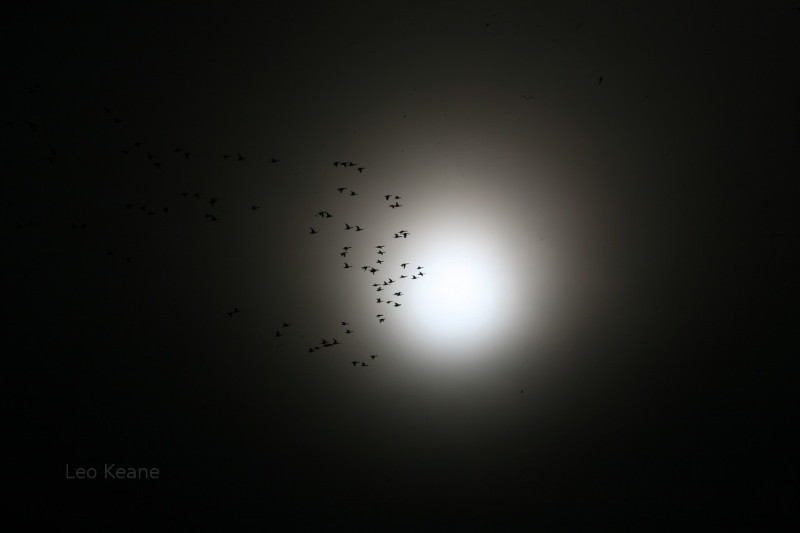 Pintails against the sun