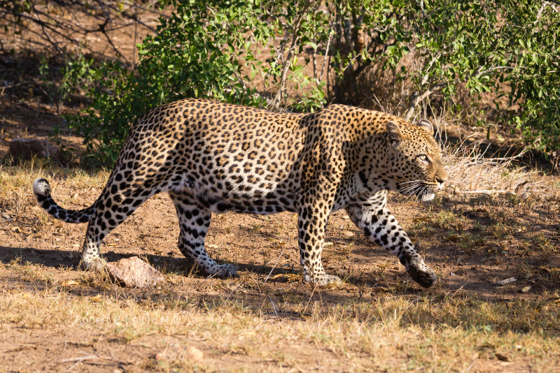 Leopard in Kruger National Park, South Africa