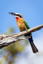 White Fronted Bee Eater Along the banks of the Chobe River in Botswana, Africa