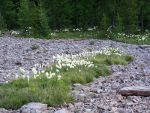 Bear Grass in Montana