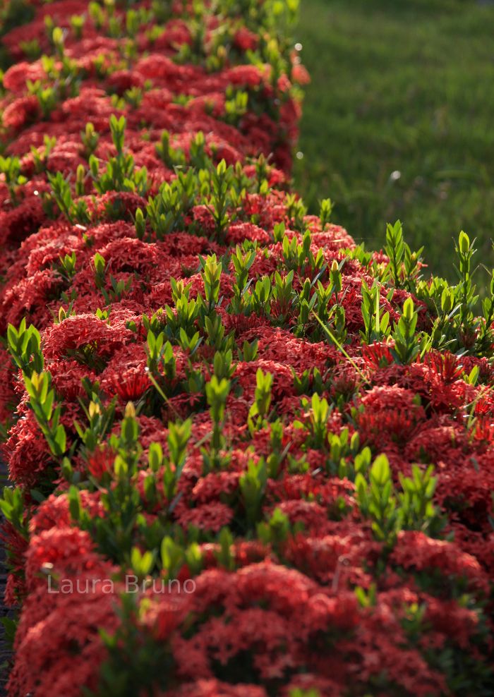 Beautiful hedgerow in Brazil