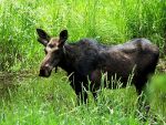 Moose in Montana