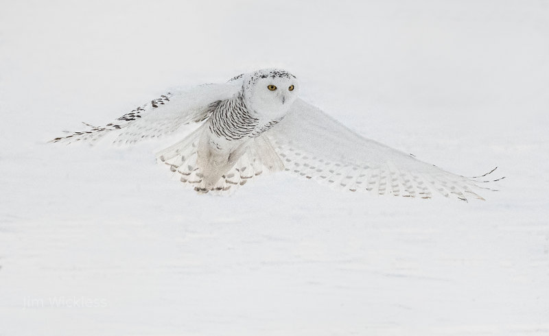 Beautiful Snowy Owl in Barrie, Ontario, Canada.