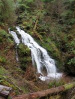 Cascade Creek in Quinault Rain Forest.