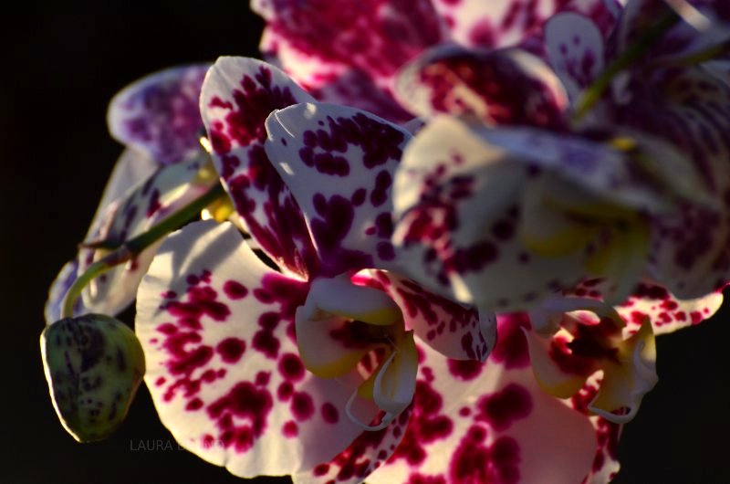 Beautiful flowers in Brazil