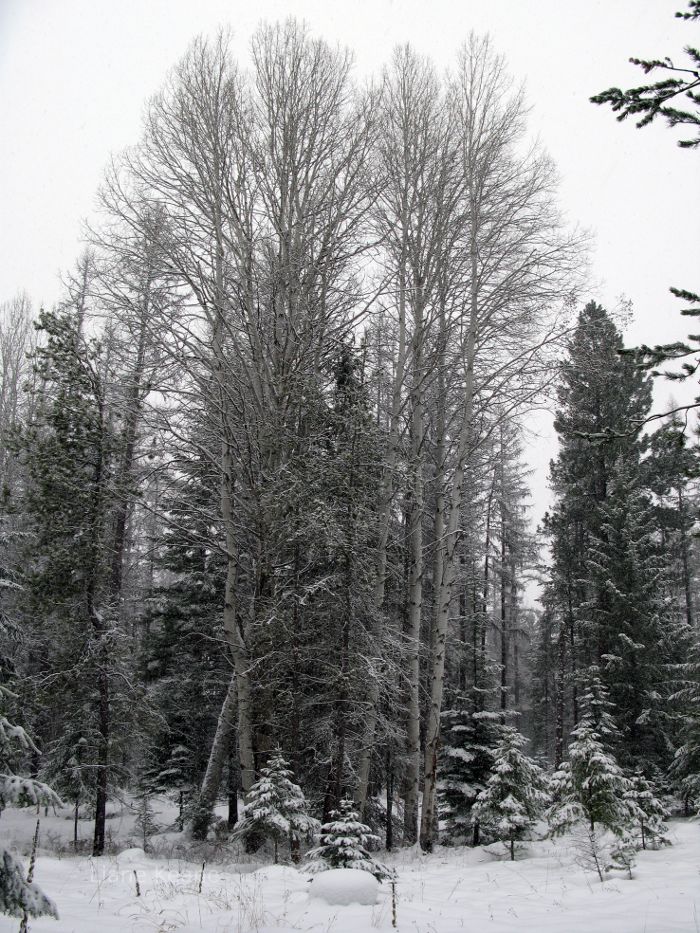 Birch, Snow, winter in Montana