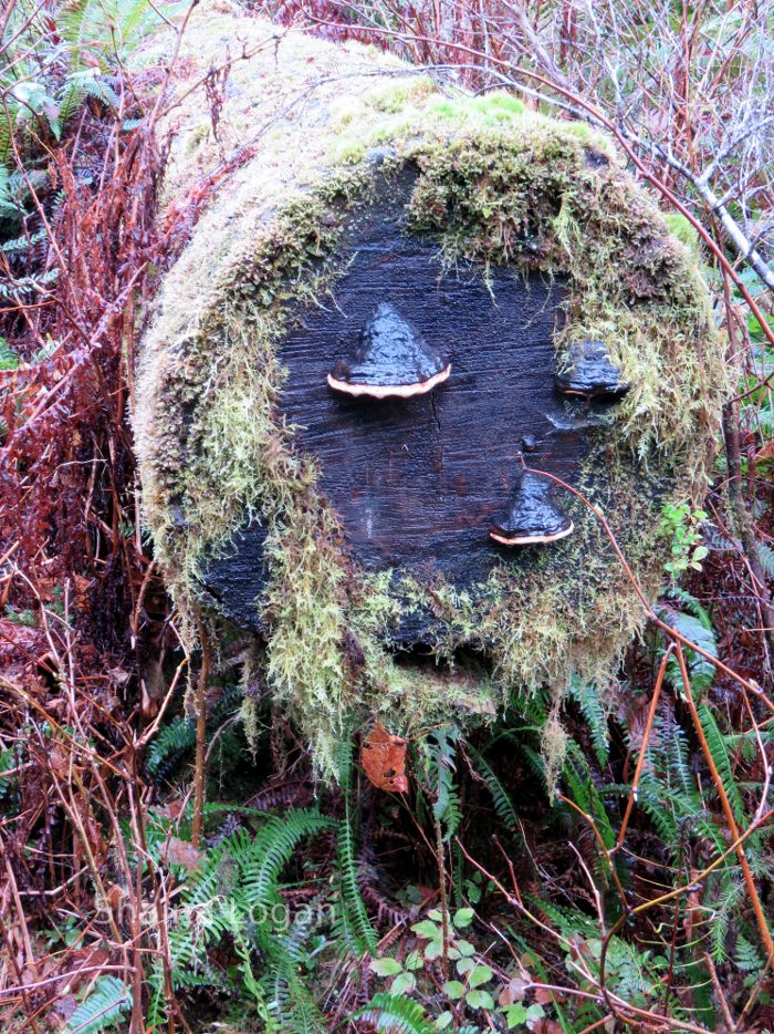 Quinault Rainforest hike