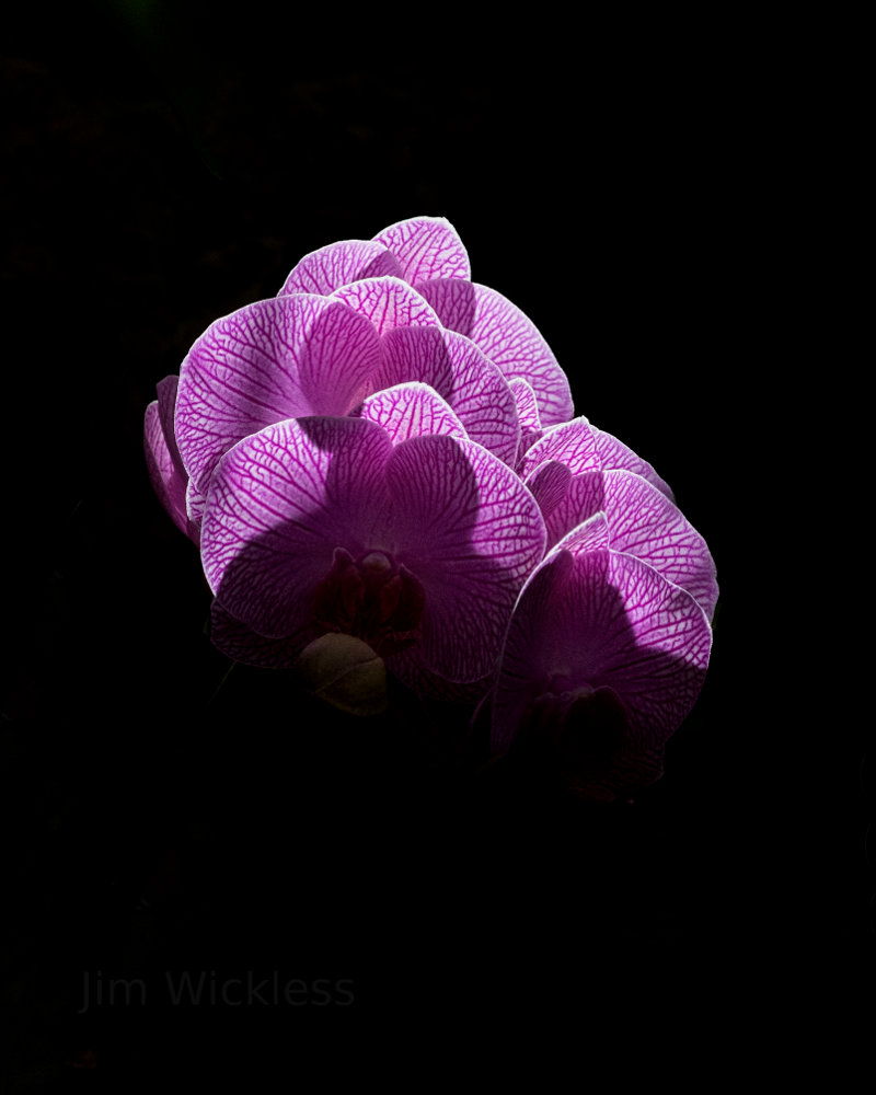 Orchids in St. Louis, Missouri.