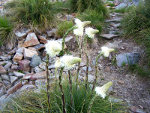 Bear Grass in Montana