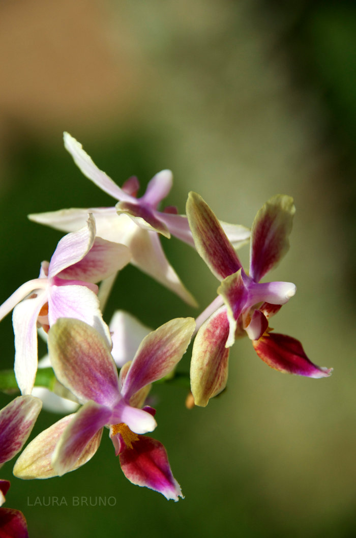 Beautiful flowers in Brazil