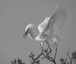 Snowy Egret in Sarasota, Florida