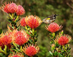 Bird on Garden Flowers in Australia