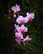 Beautiful flowers in St. Louis, Missouri