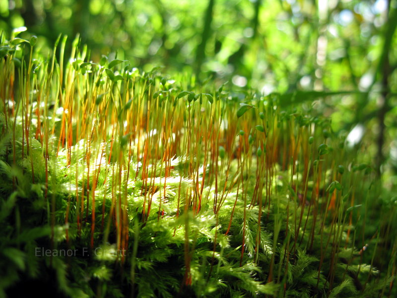 Moss in Bavaria, Germany