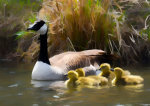 Mother goose and gosling in Lincoln, Nebraska