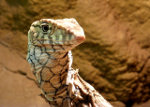 Reptile in Queensland, Australia