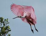 A roseate spoonbill in Sarasota Florida