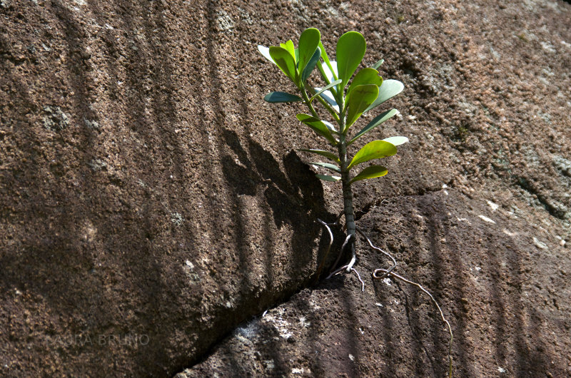 Bush growing out of a crevice in the rock.