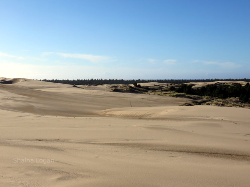 Sand Dunes in Oregon