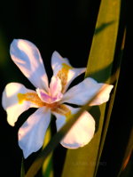 Beautiful flowers in Brazil