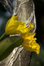 Pretty yellow flower in Brazil