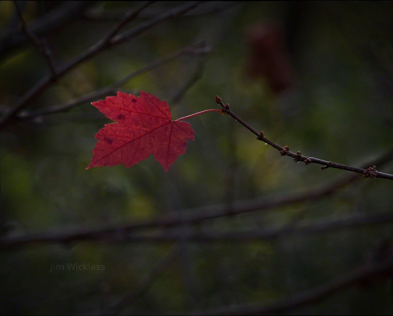 Red maple leaf in Lincoln, Nebraska